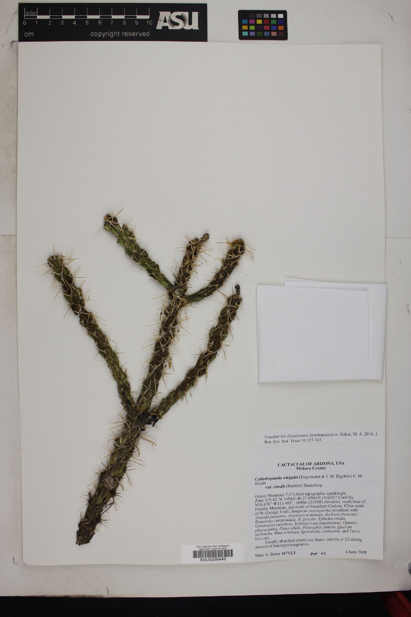 Cylindropuntia whipplei var. enodis image