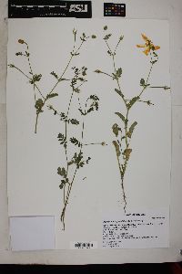 Kallstroemia grandiflora image