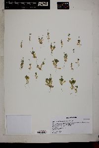 Draba cuneifolia image