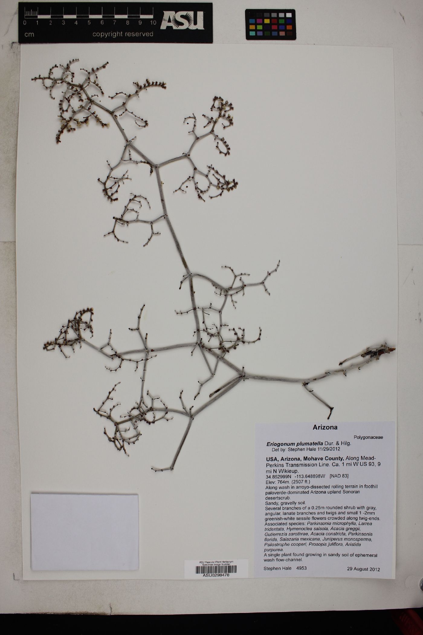 Eriogonum plumatella image