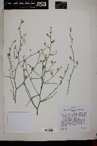 Stephanomeria pauciflora image