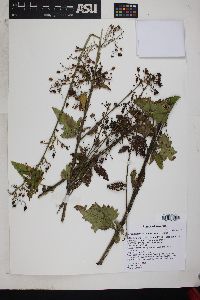 Scrophularia parviflora image