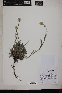 Oreocarya suffruticosa var. arenicola image