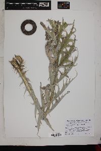 Cynara cardunculus image
