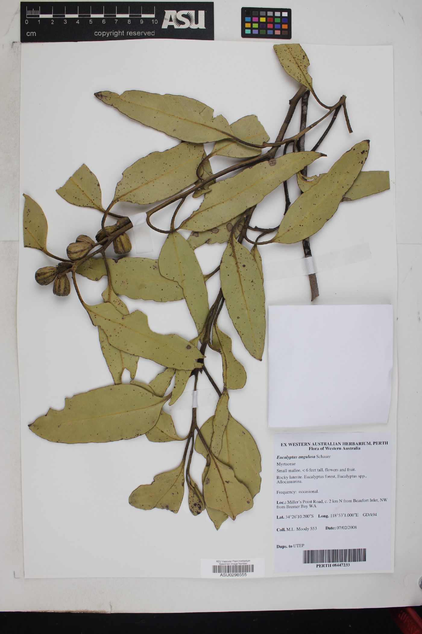 Eucalyptus angulosa image