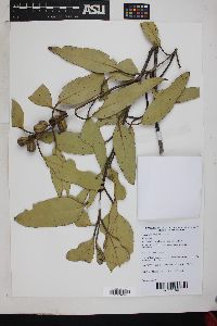 Eucalyptus angulosa image