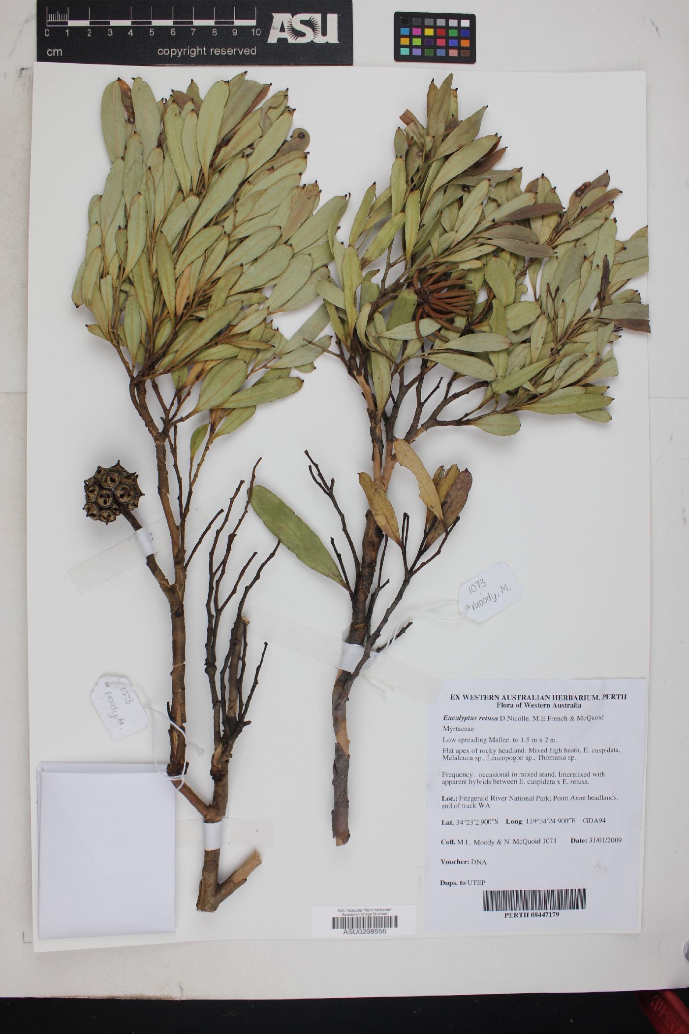 Eucalyptus retusa image