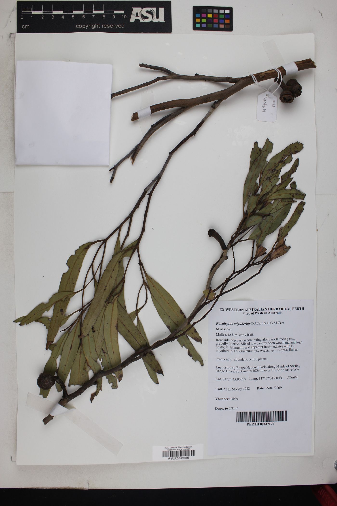 Eucalyptus talyuberlup image