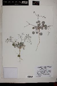 Eriogonum reniforme image