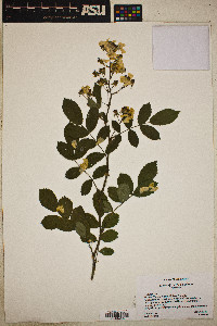 Rosa multiflora image