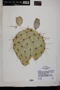 Opuntia phaeacantha var. major image