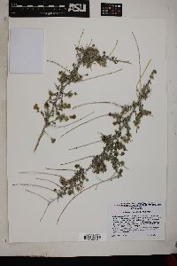 Ambrosia eriocentra image