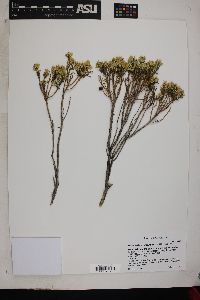 Ericameria teretifolia image