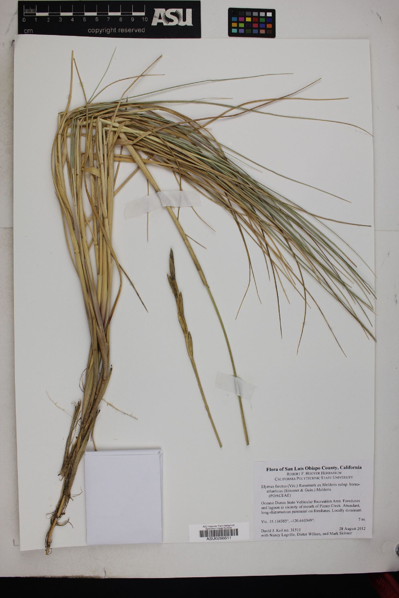 Elymus farctus subsp. boreali-atlanticus image