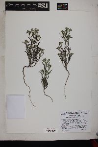 Johnstonella angustifolia image