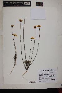 Coreopsis bigelovii image