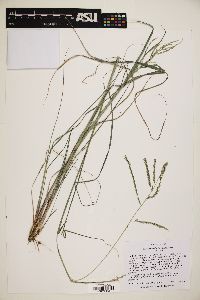 Disakisperma dubium image