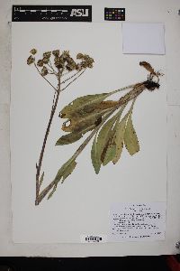 Senecio sphaerocephalus image