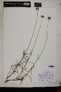Gaillardia pinnatifida var. linearis image