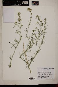 Lepidium fremontii image