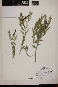 Amsonia tomentosa var. stenophylla image