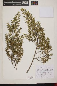 Larrea tridentata image