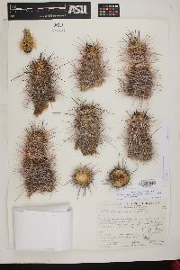 Echinocereus relictus image