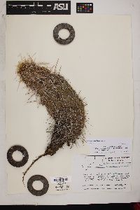 Echinocereus relictus image