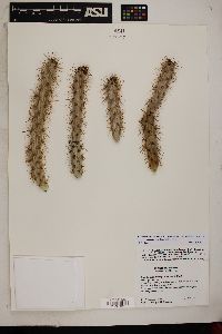 Cylindropuntia acanthocarpa var. ramosa image