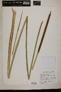 Typha domingensis image