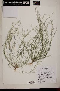 Bouteloua aristidoides var. aristidoides image