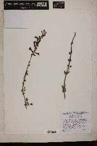 Penstemon utahensis image