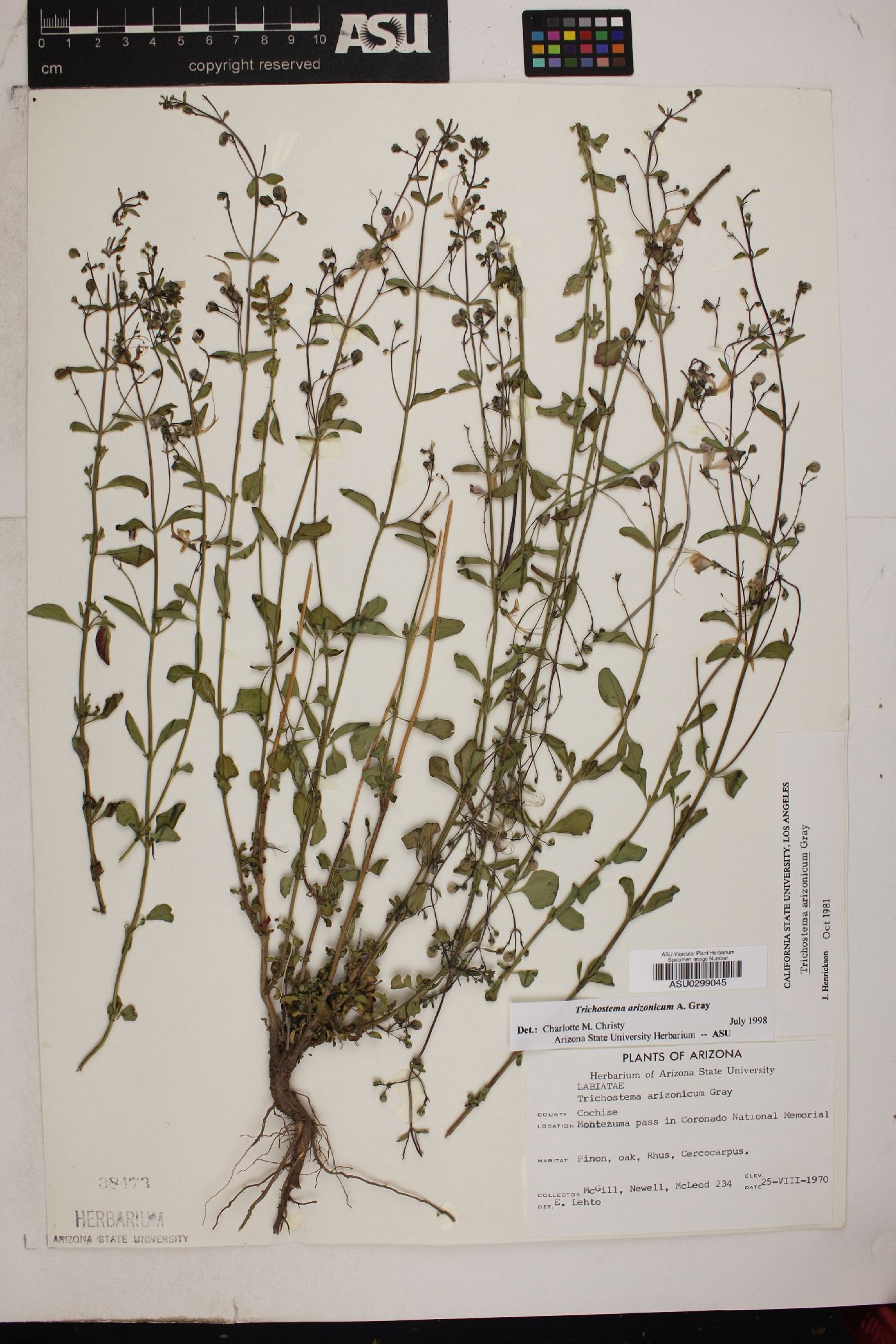 Solanum laurifolium image