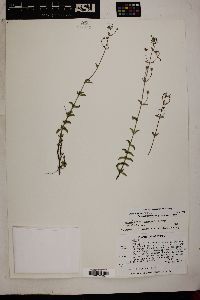 Trichostema arizonicum image