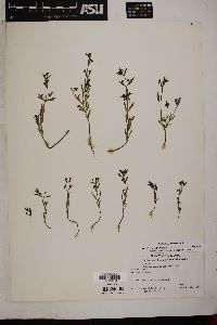 Trichostema coeruleum image