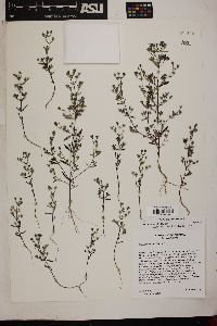 Trichostema coeruleum image