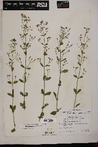 Trichostema arizonicum image