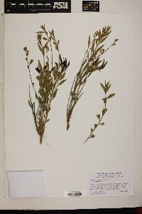 Amsonia tomentosa image