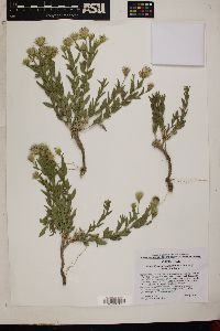 Brickellia oblongifolia image