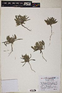 Plantago patagonica image