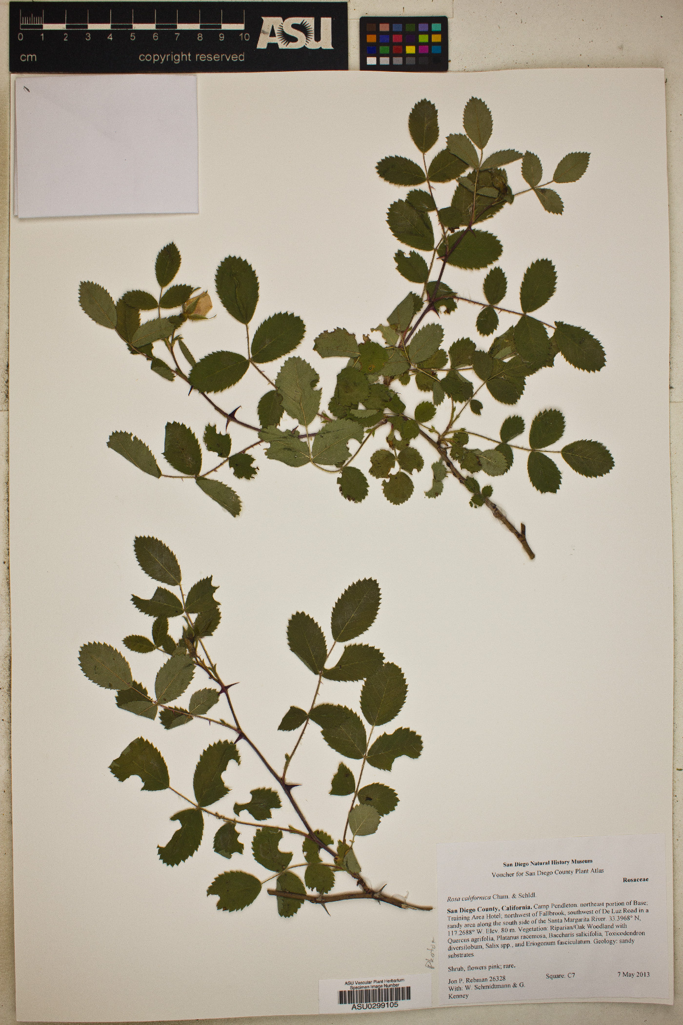 Rosa californica image