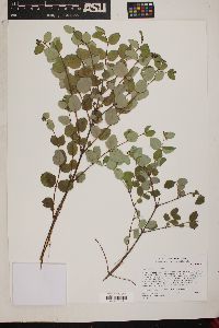 Symphoricarpos mollis image