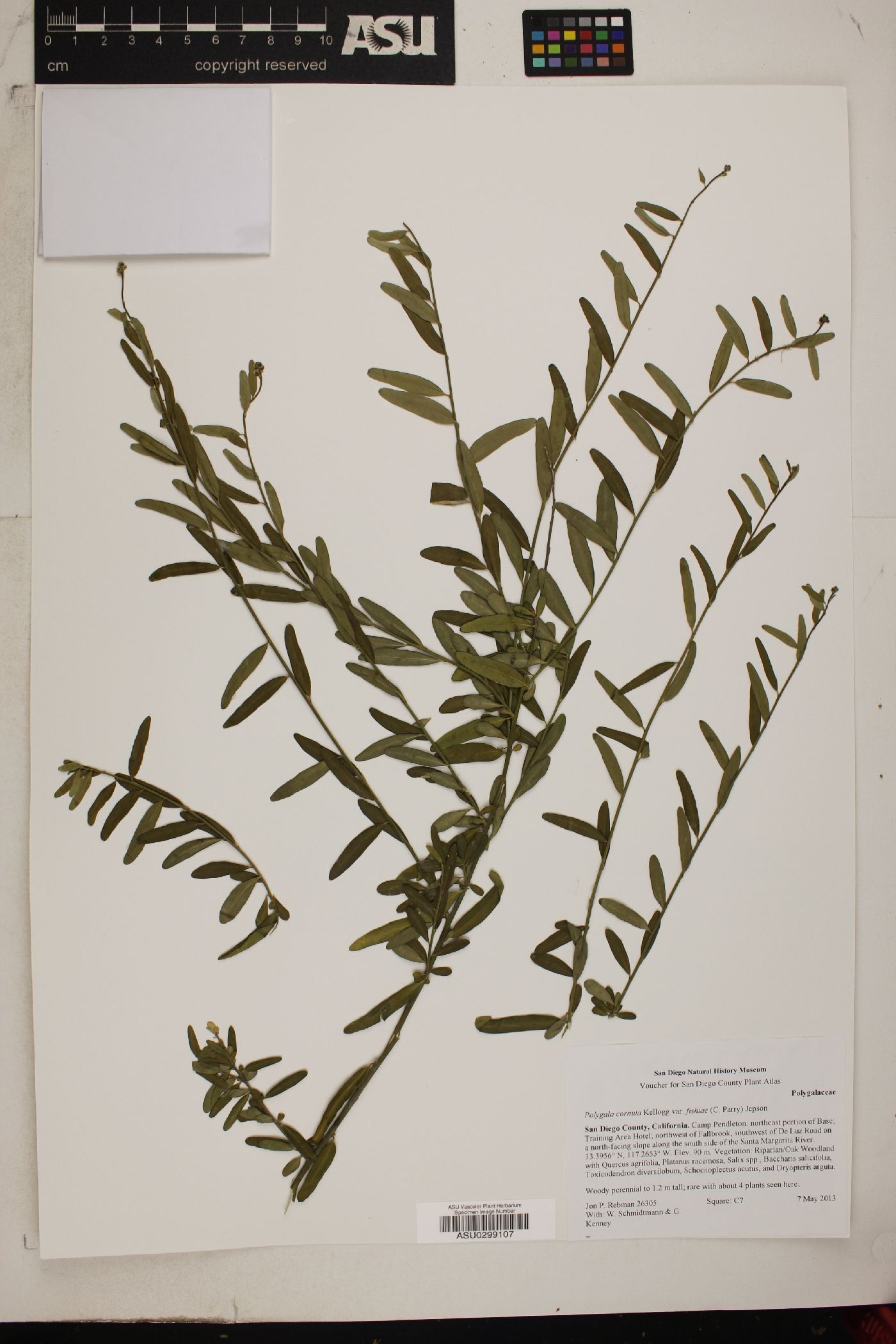 Polygala cornuta image