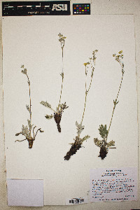 Potentilla hippiana image