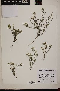 Cryptantha recurvata image