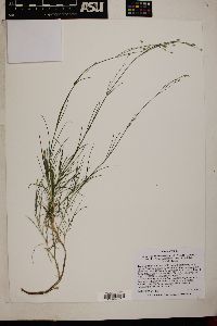 Eremogone macradenia var. ferrisiae image
