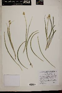 Zigadenus paniculatus image