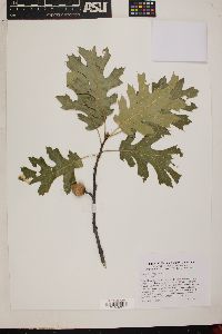 Quercus kelloggii image