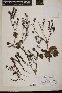 Phacelia calthifolia image