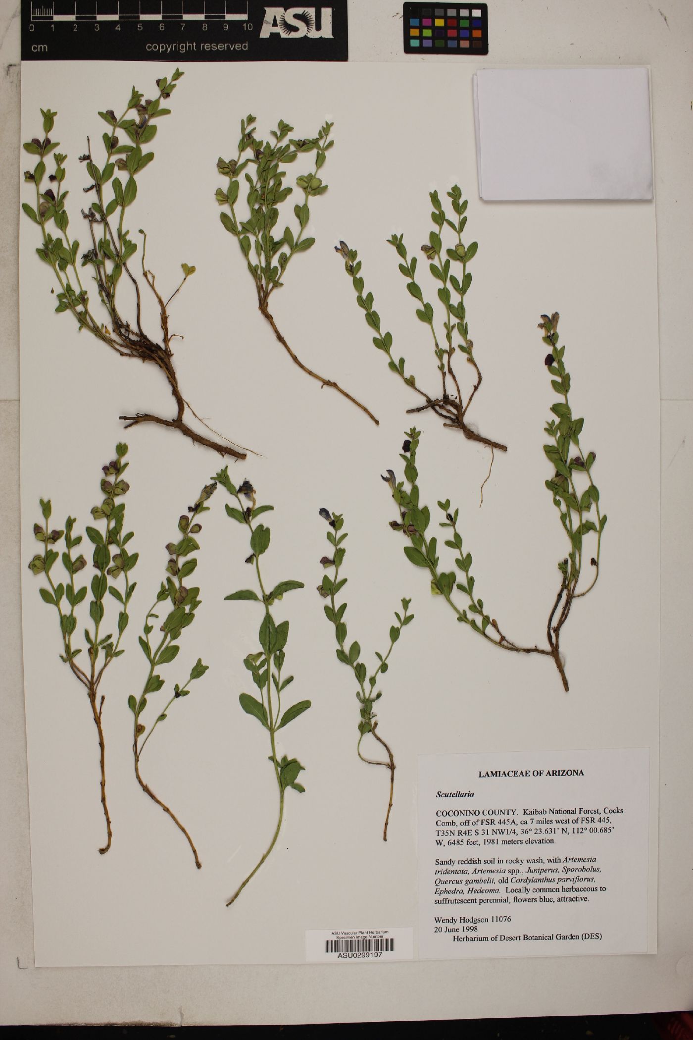 Scutellaria potosina var. kaibabensis image